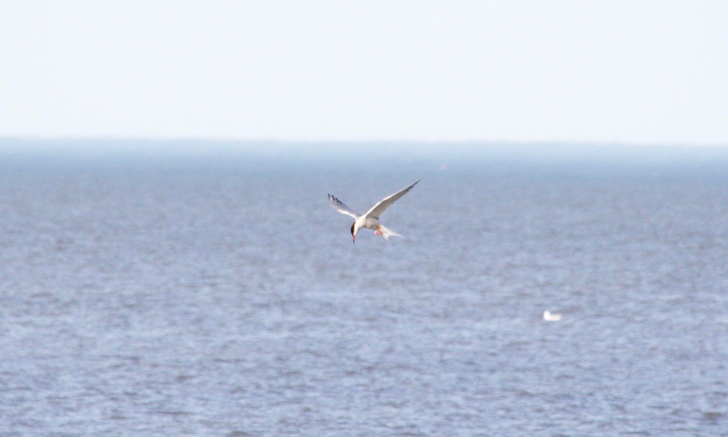 Common Tern - ML620738081