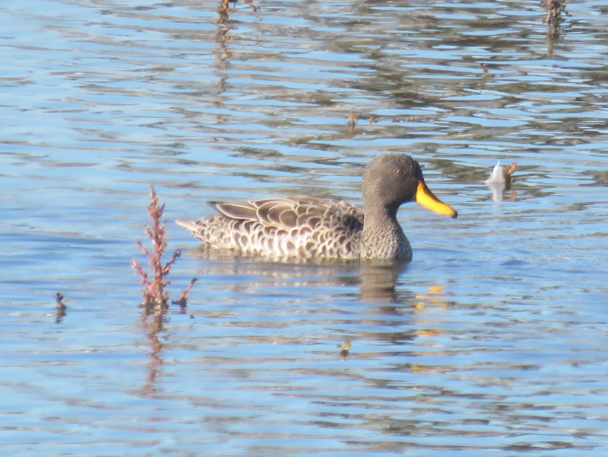 Yellow-billed Duck - ML620738083