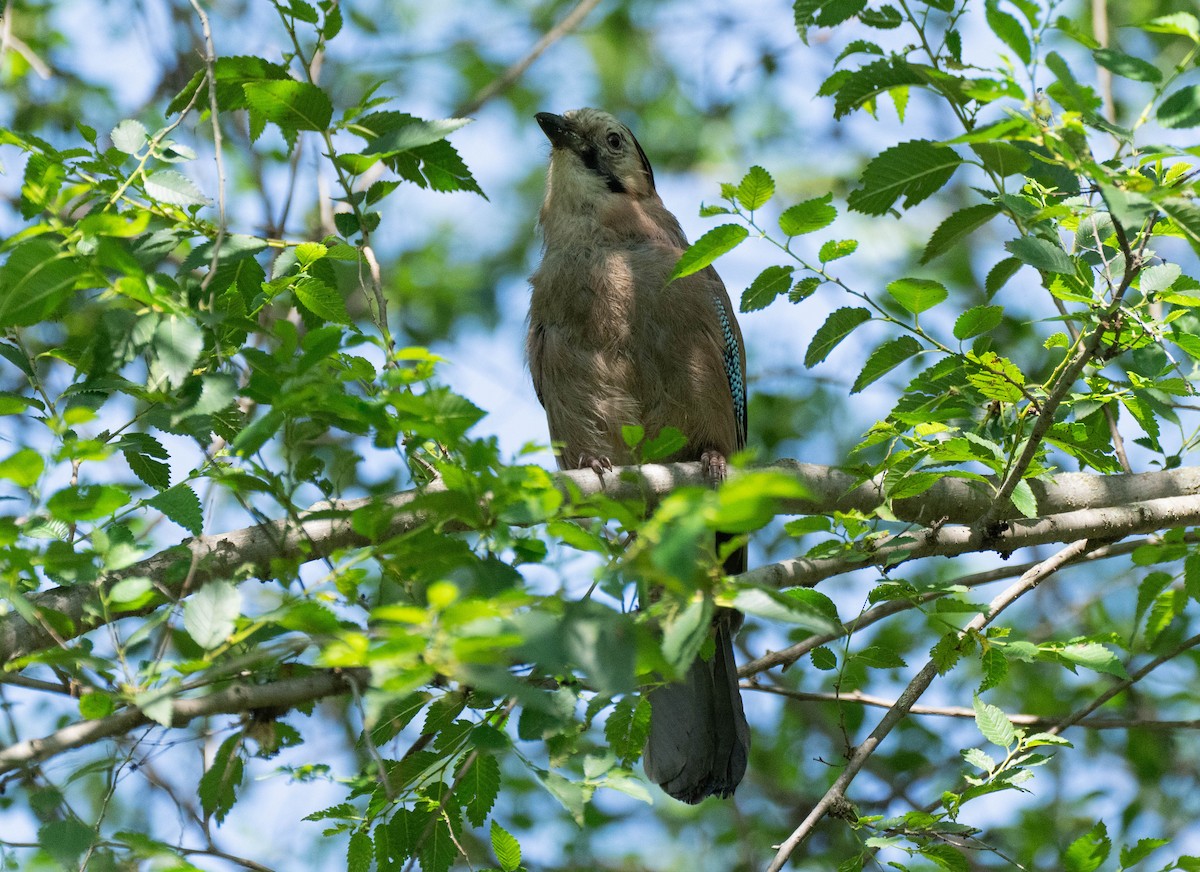 Eurasian Jay - ML620738084