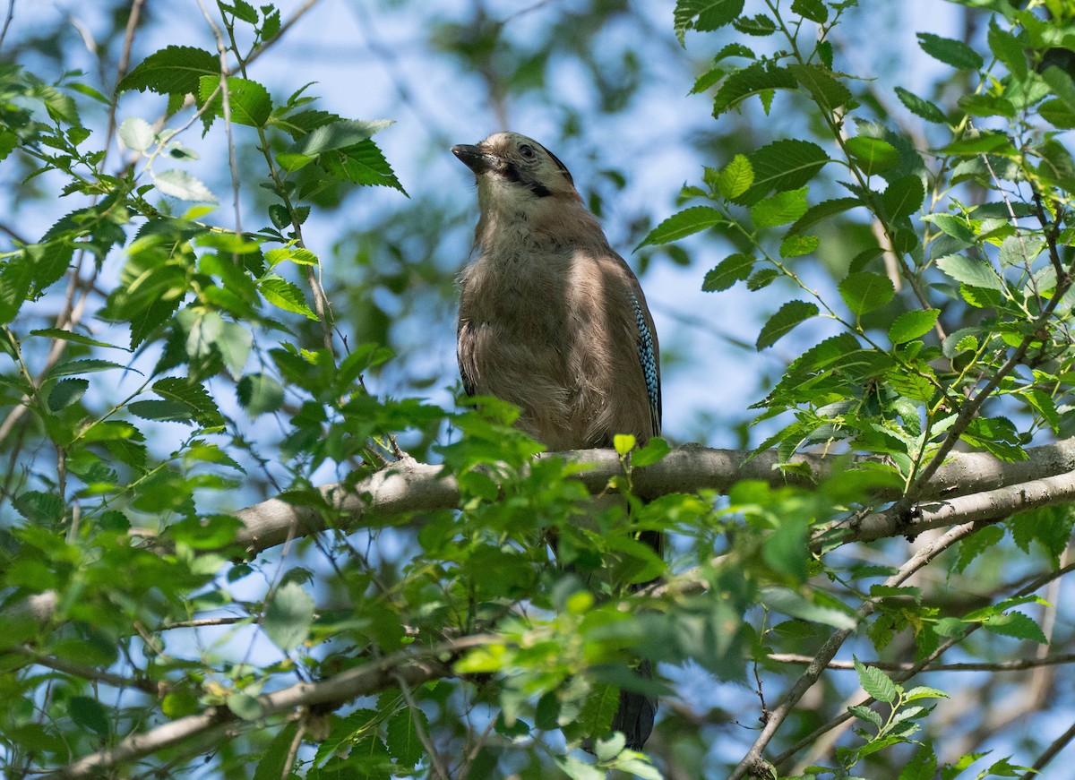 Eurasian Jay - ML620738085