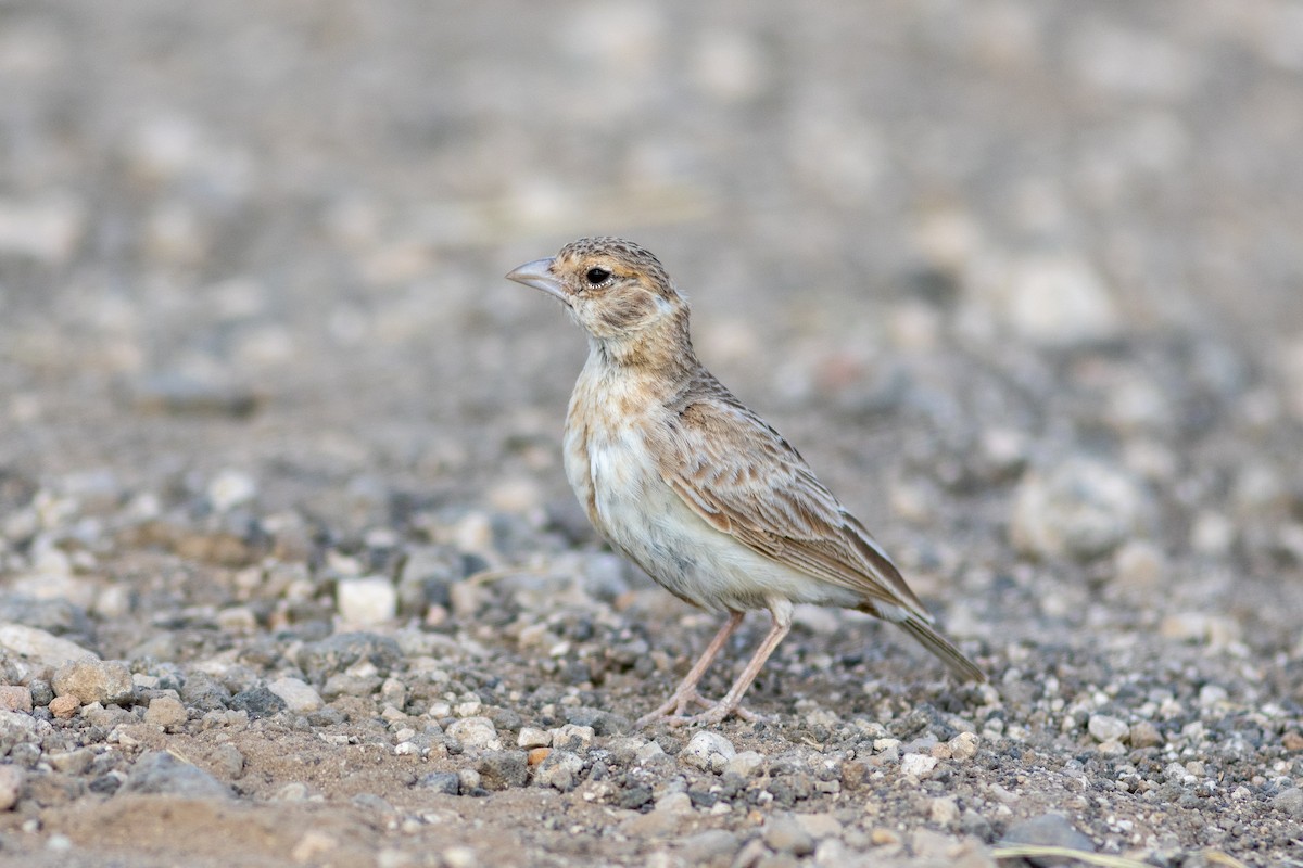 Fischer's Sparrow-Lark - Edward Jenkins