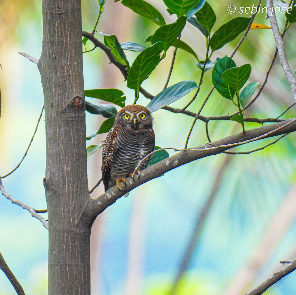 Jungle Owlet - ML620738088