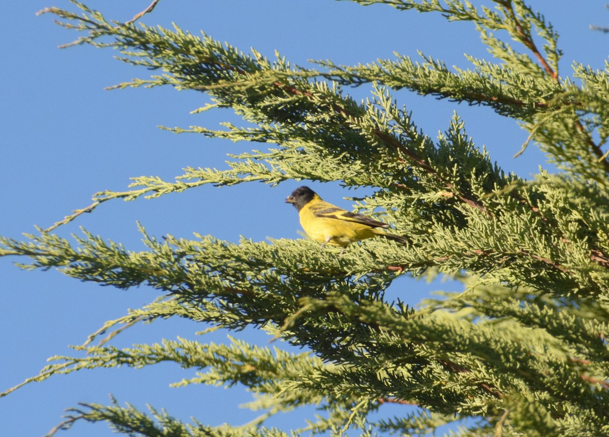 Hooded Siskin - ML620738090