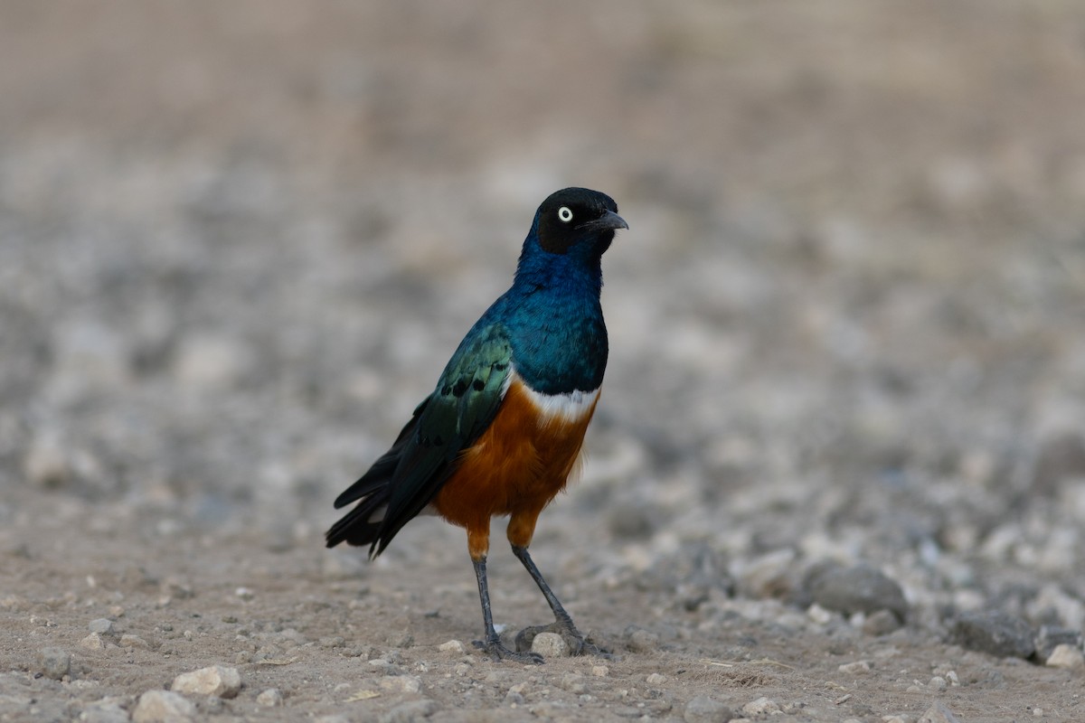 Superb Starling - ML620738100