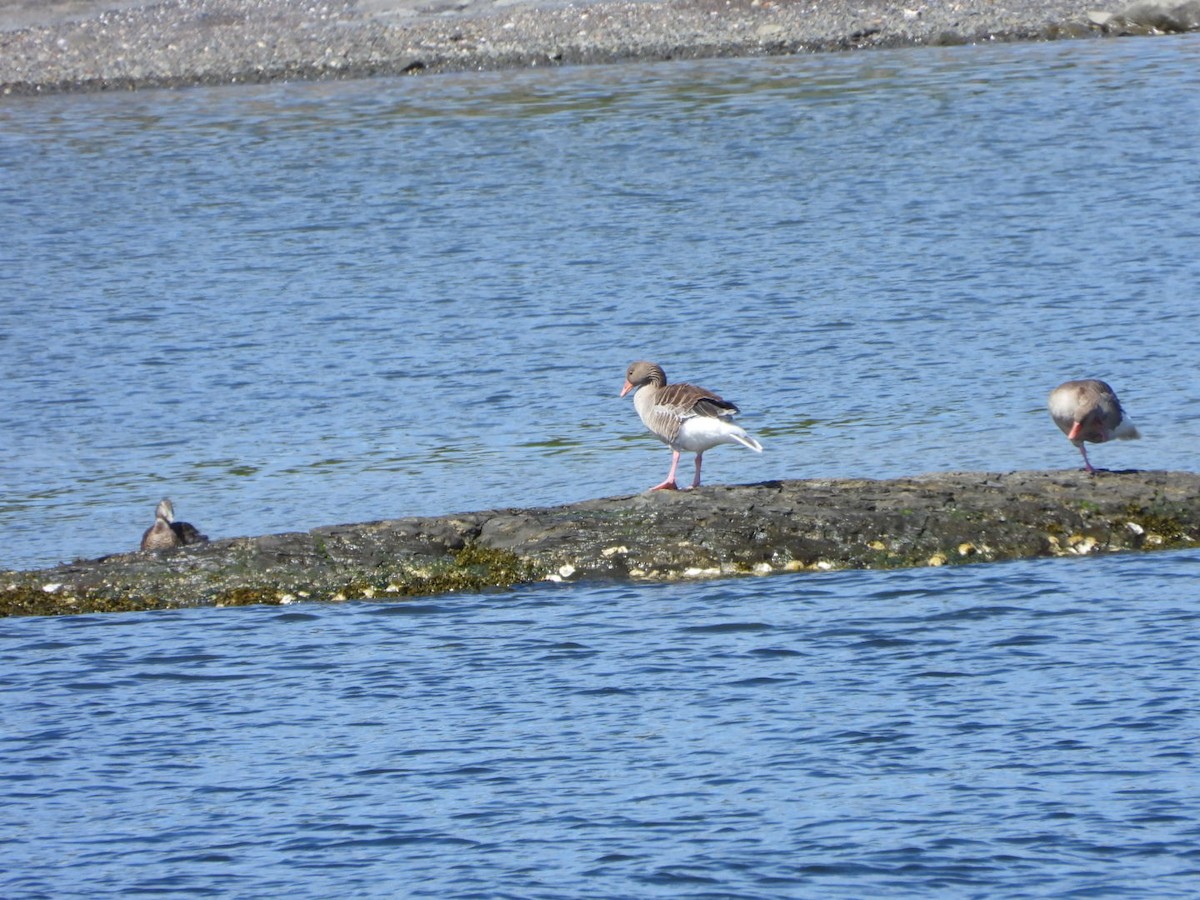 Graylag Goose - ML620738101