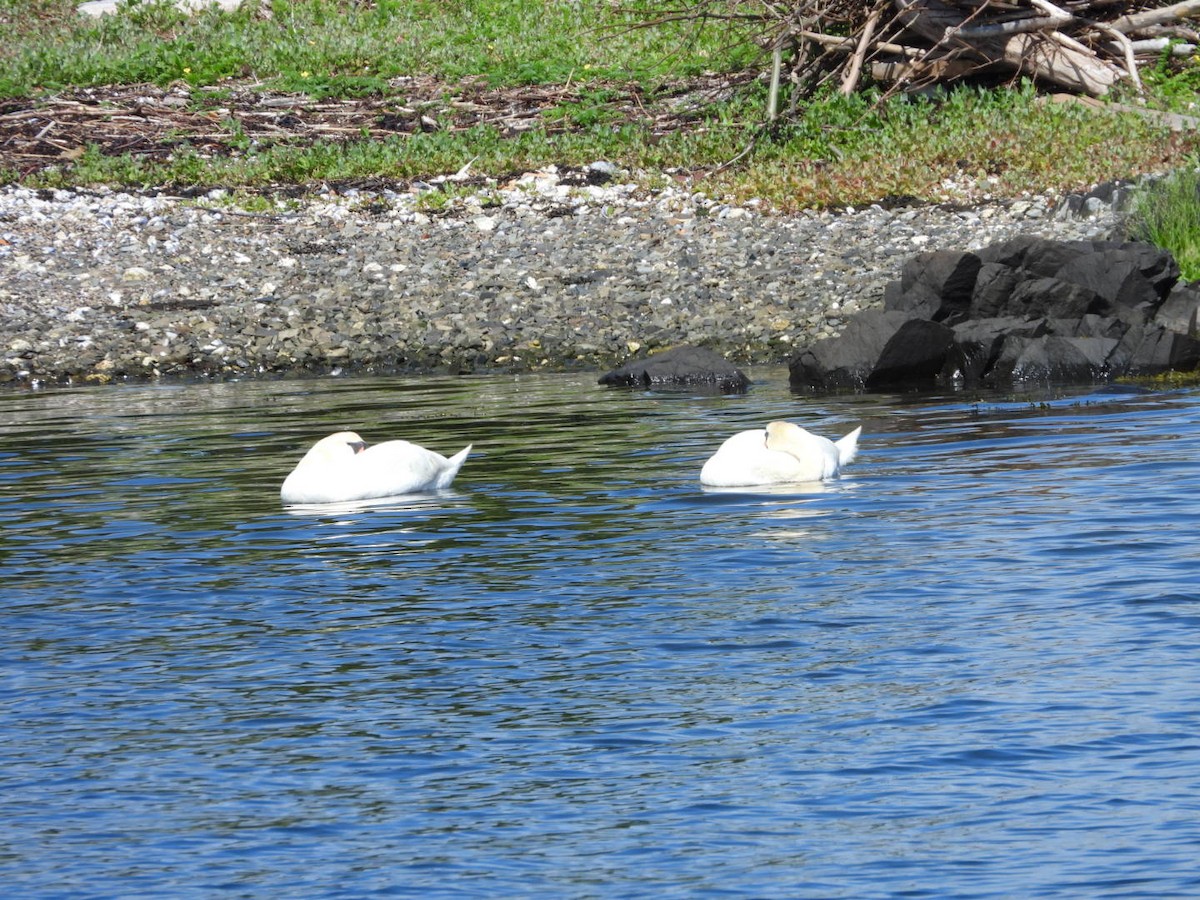 Mute Swan - ML620738104