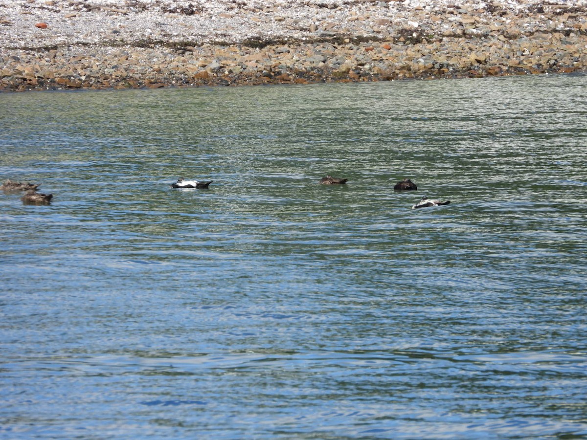 Common Eider - ML620738110