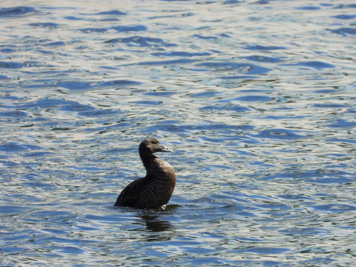 Common Eider - ML620738112