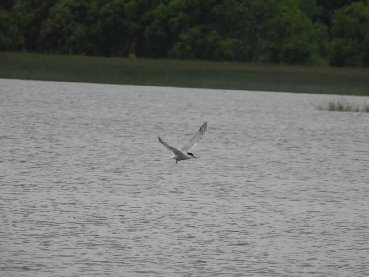 Common Tern - ML620738113