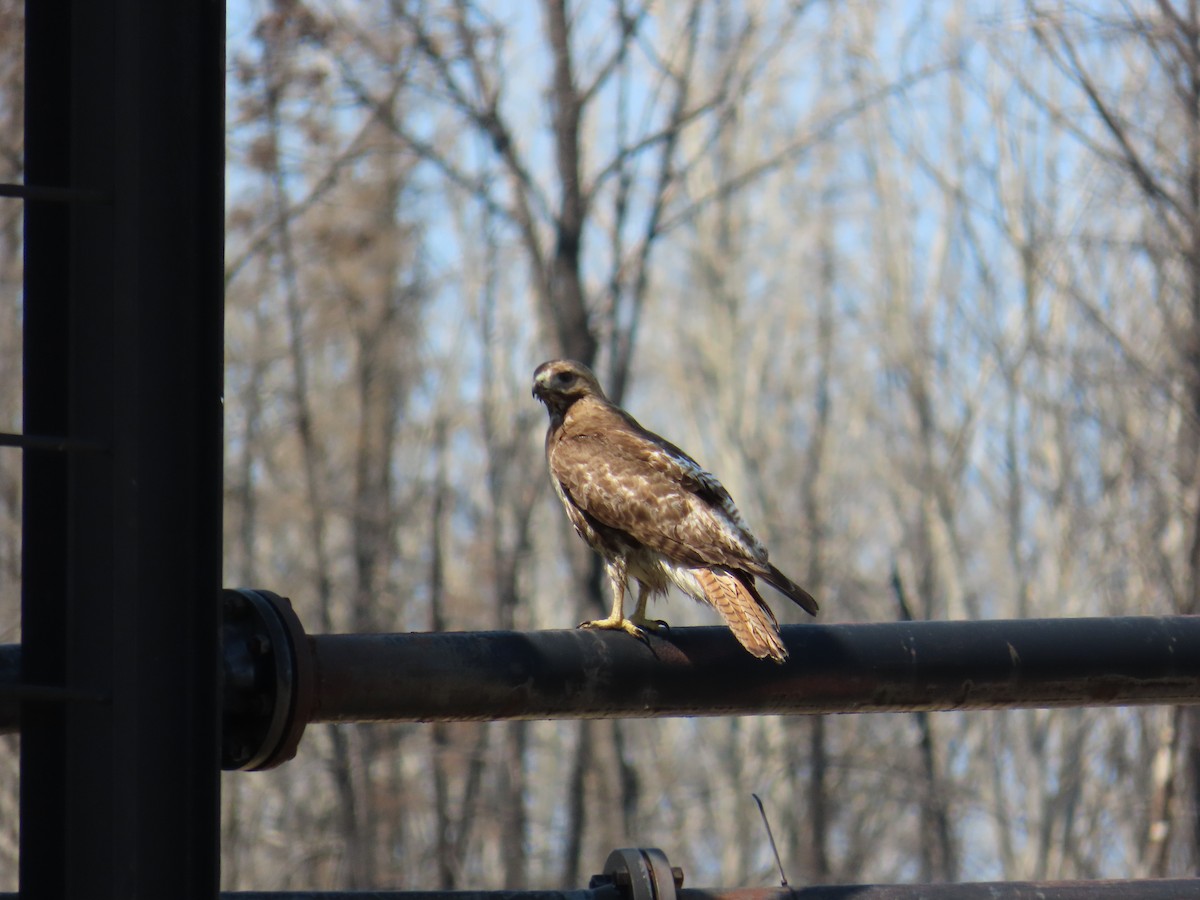 Red-tailed Hawk - ML620738114