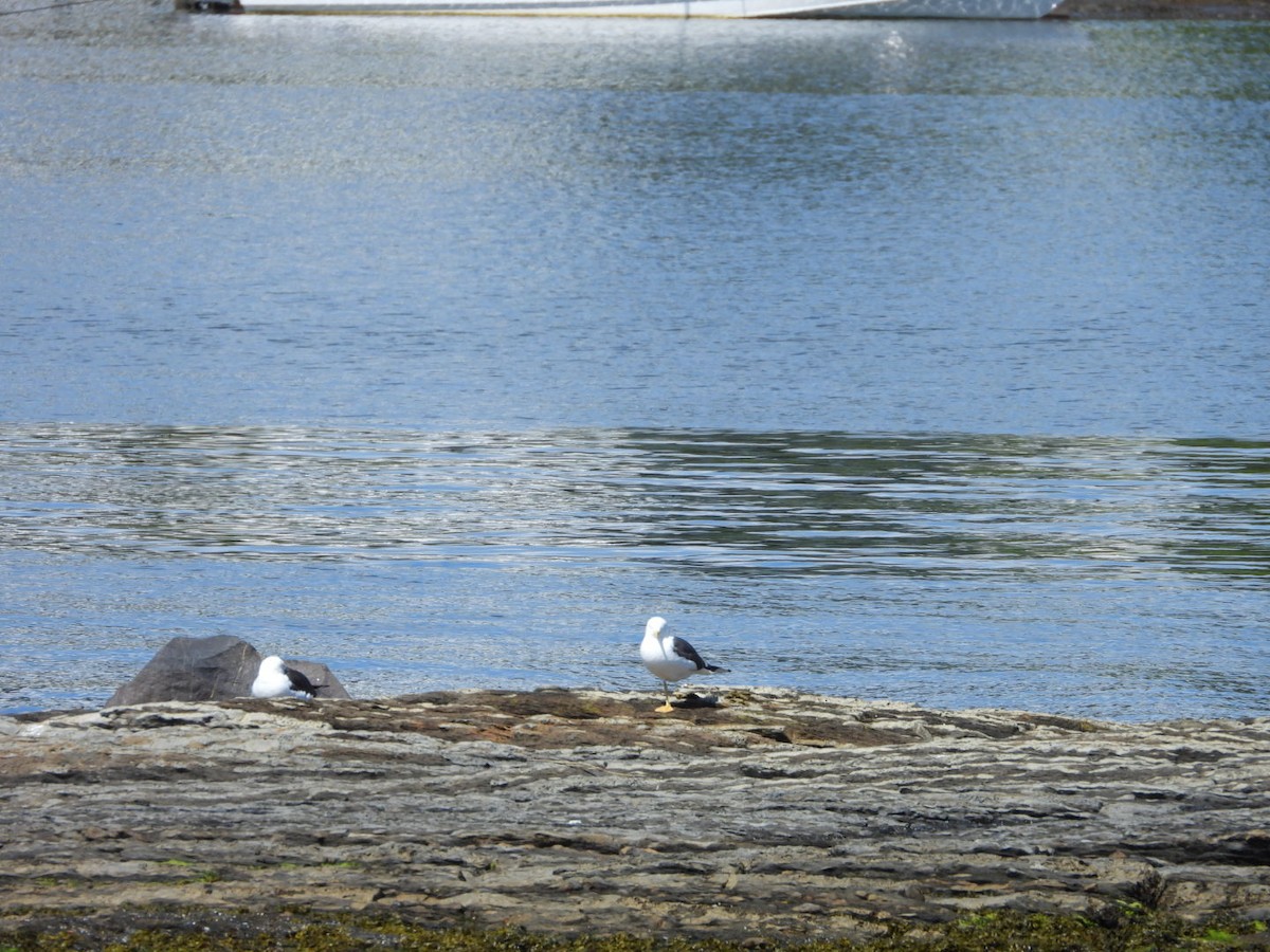 Gaviota Sombría - ML620738116