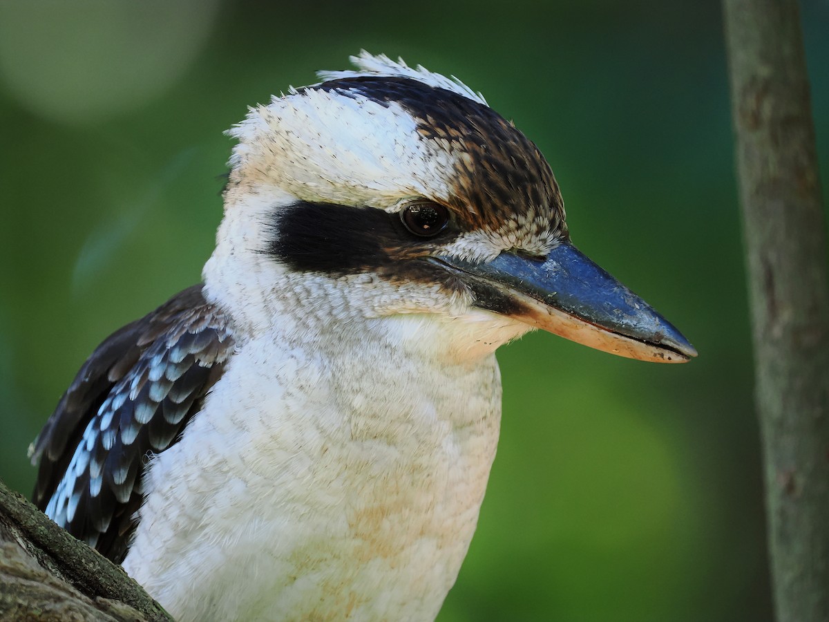 Laughing Kookaburra - ML620738118