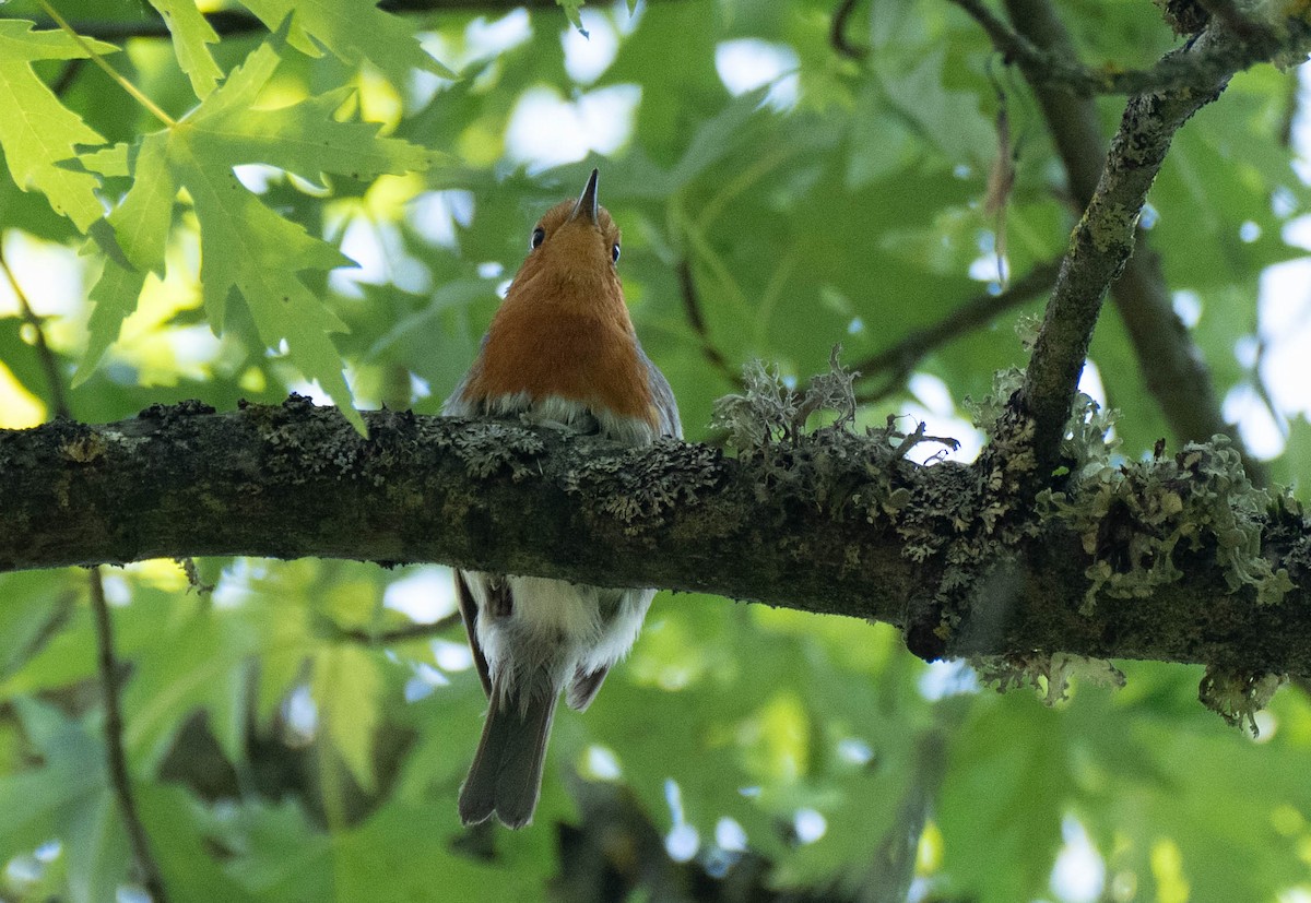 European Robin - ML620738119