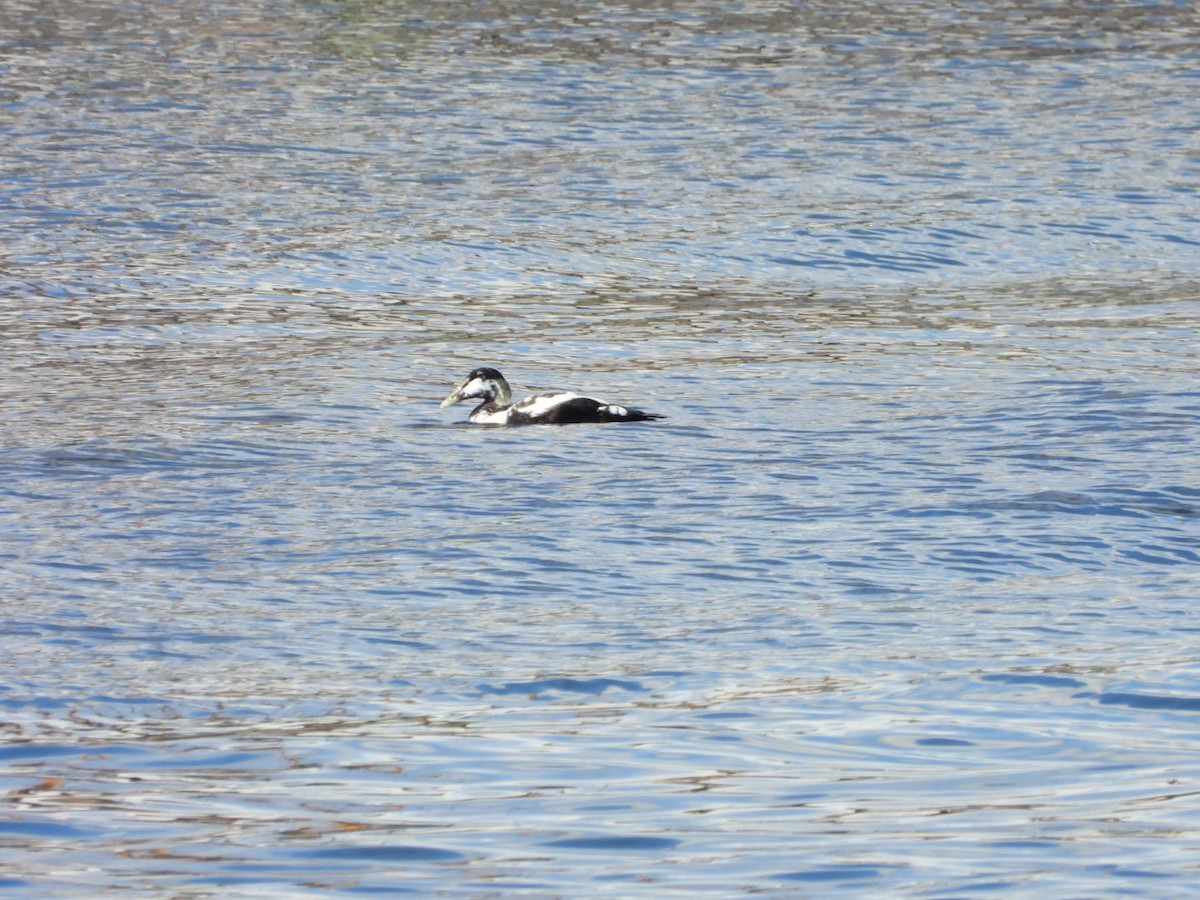 Common Eider - ML620738121