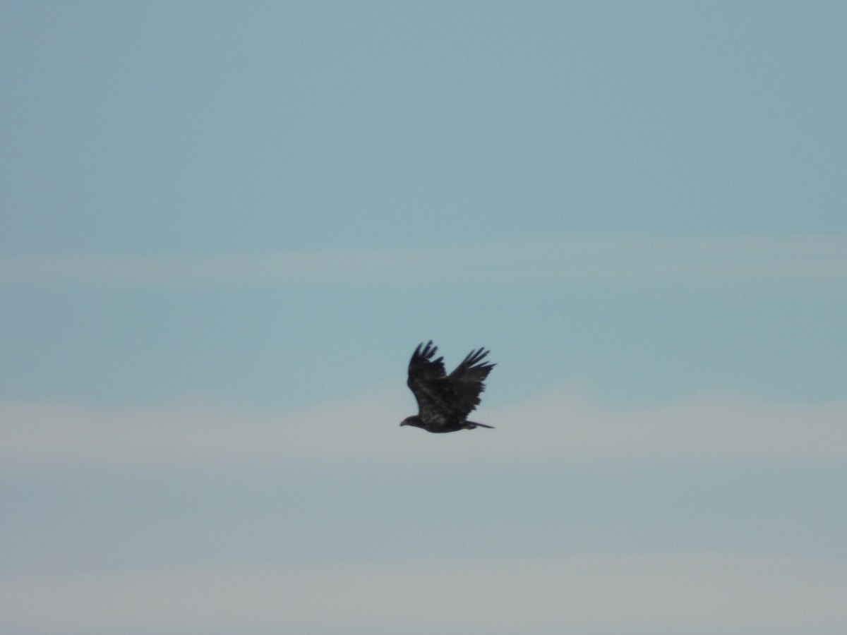 Bald Eagle - Sylvain Proulx