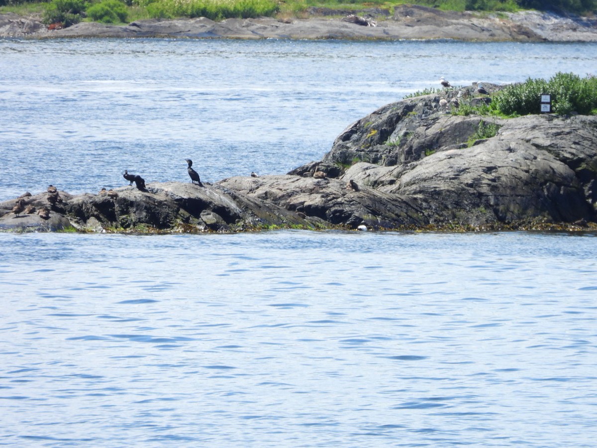 Great Cormorant - ML620738124