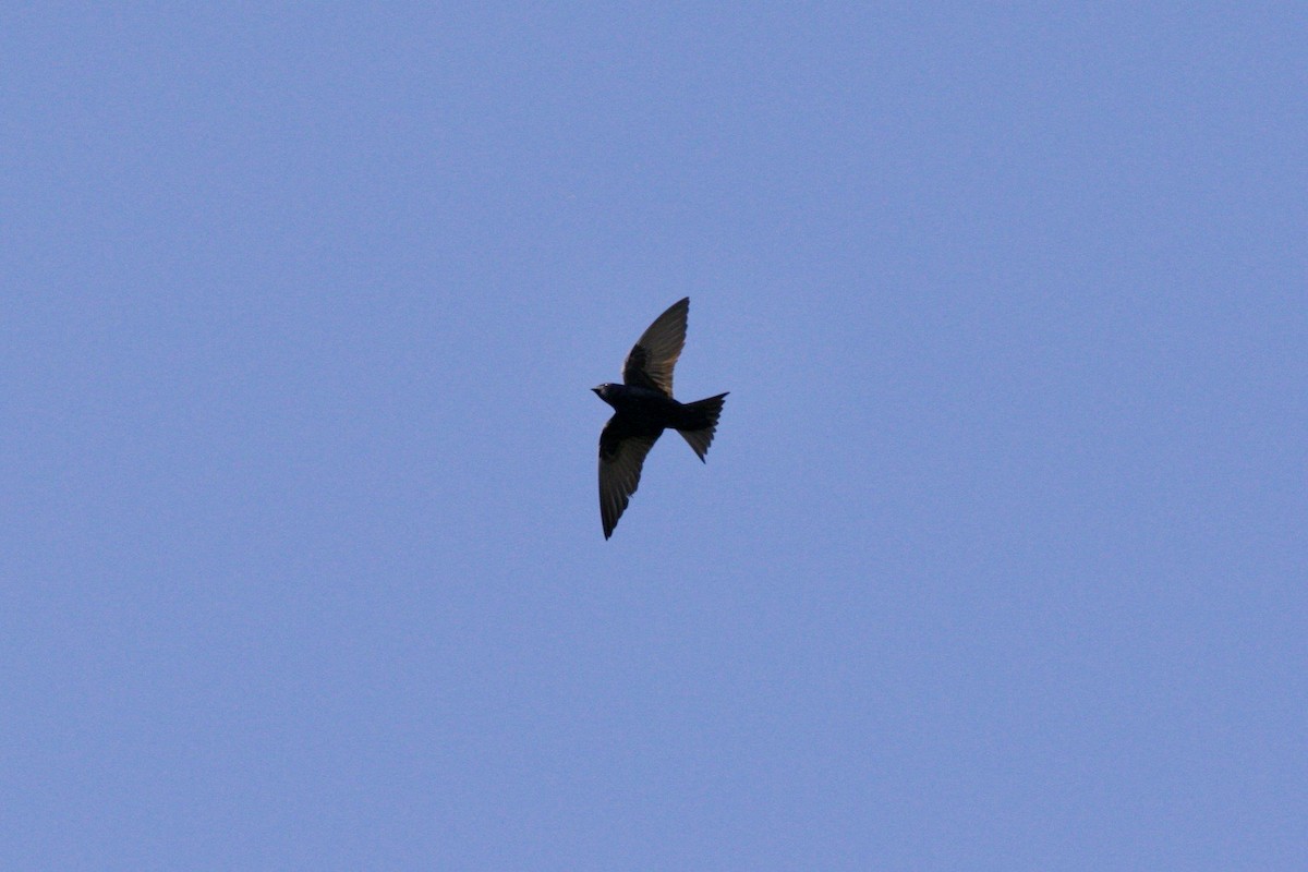 Purple Martin - ML620738125