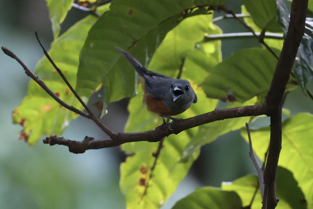 Island Monarch - ML620738135