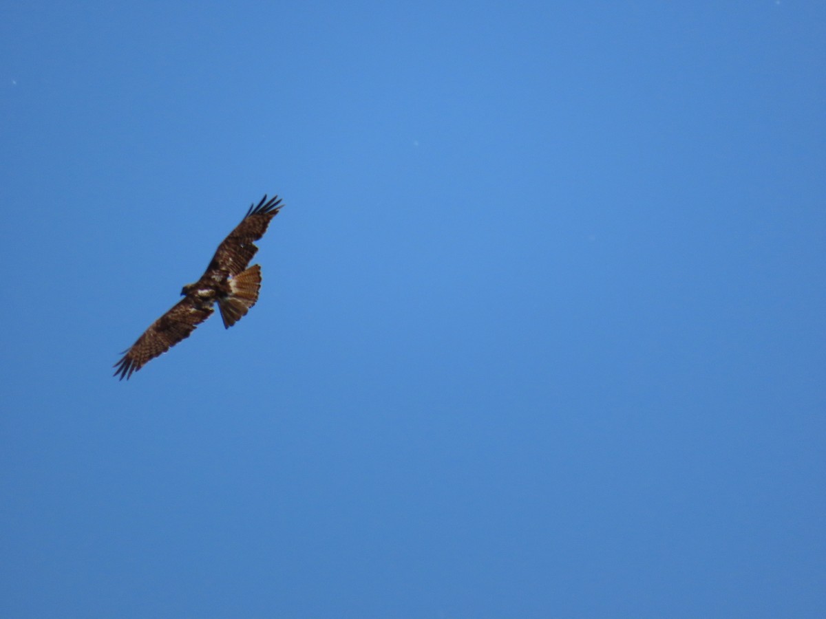 Red-tailed Hawk - ML620738144