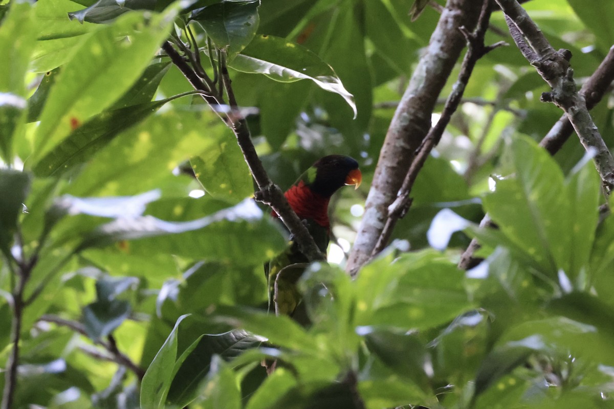 Coconut Lorikeet - ML620738150