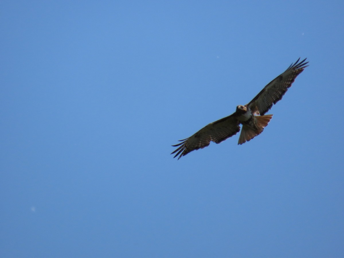 Red-tailed Hawk - John Greaves