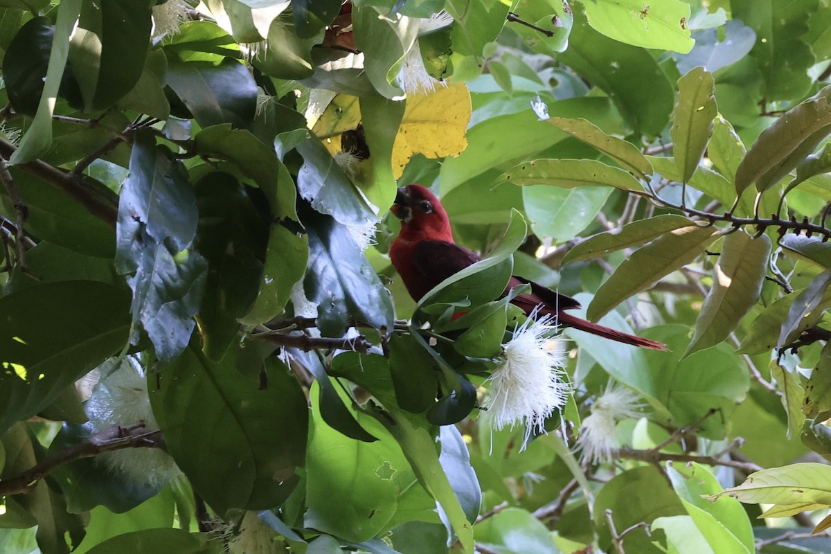 Cardinal Lory - ML620738157