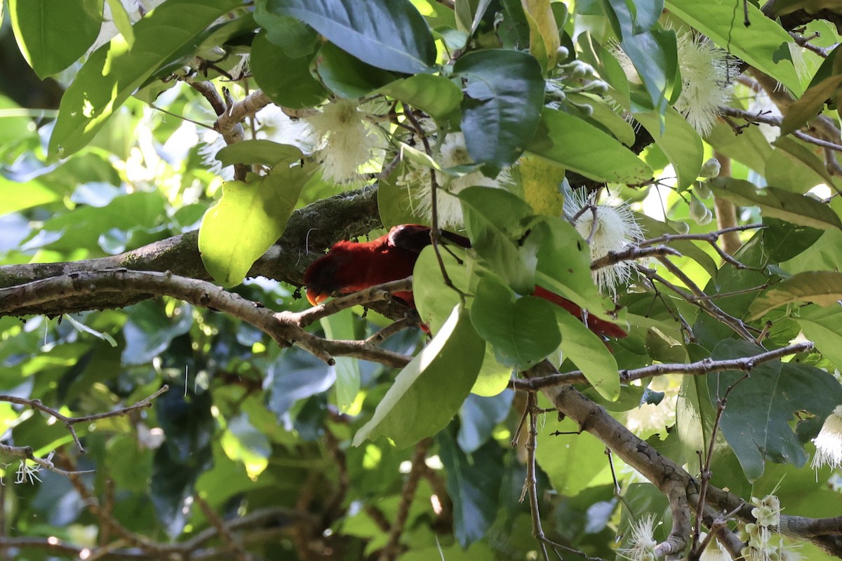 Cardinal Lory - ML620738158