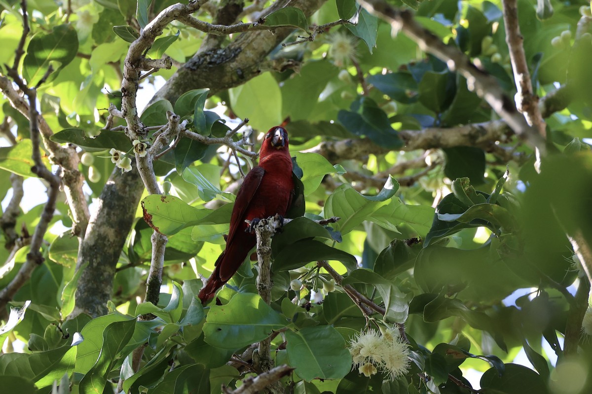 Cardinal Lory - ML620738159