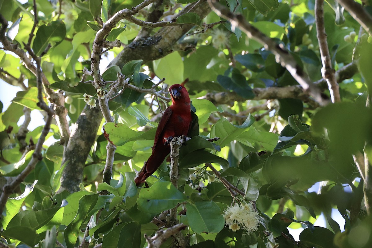 Cardinal Lory - Andrew William