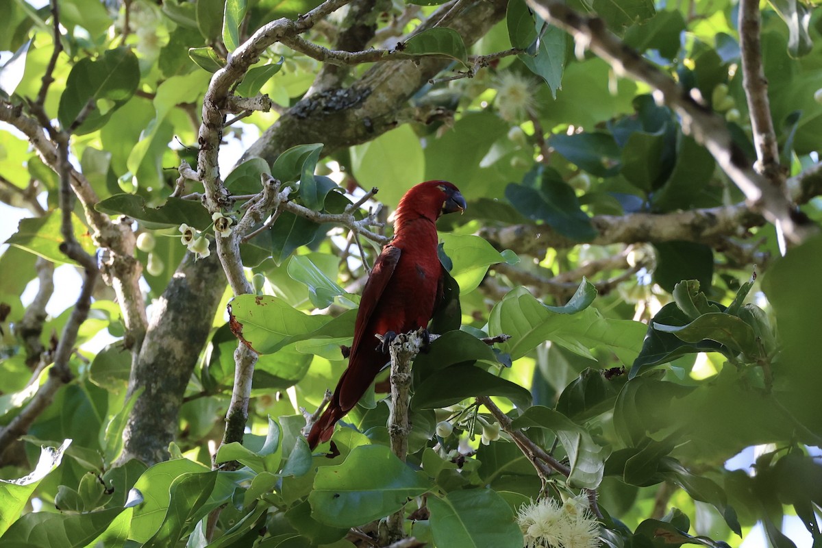 Cardinal Lory - ML620738161