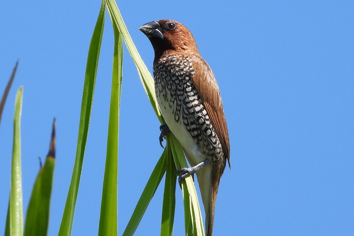 Scaly-breasted Munia - ML620738163