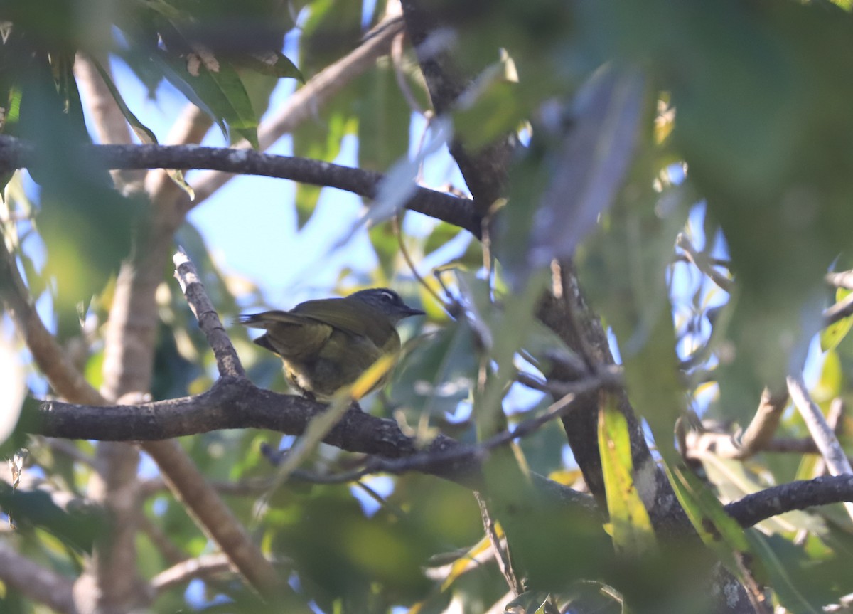 Stripe-cheeked Greenbul (Stripe-cheeked) - ML620738164