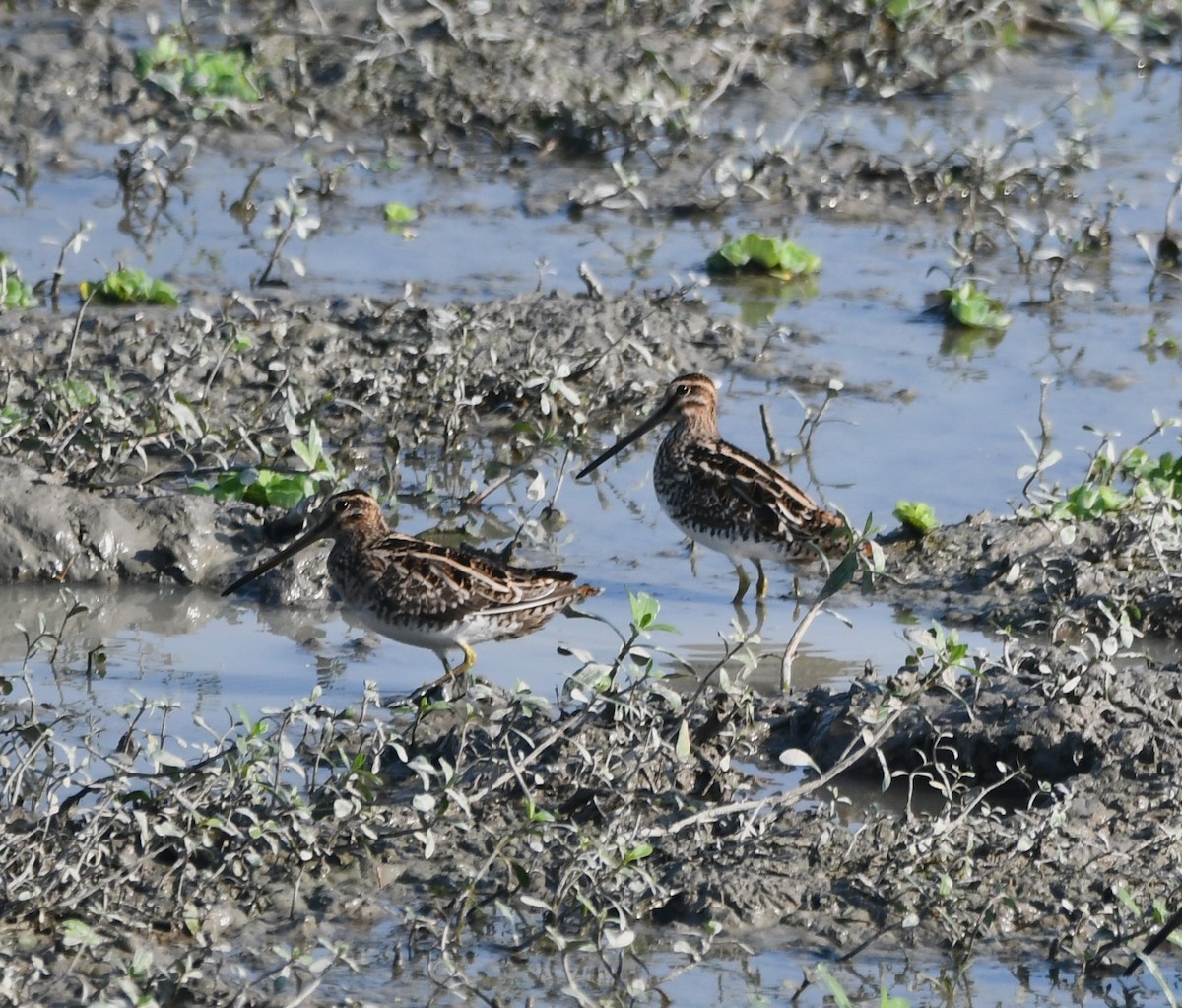 Common Snipe - ML620738167