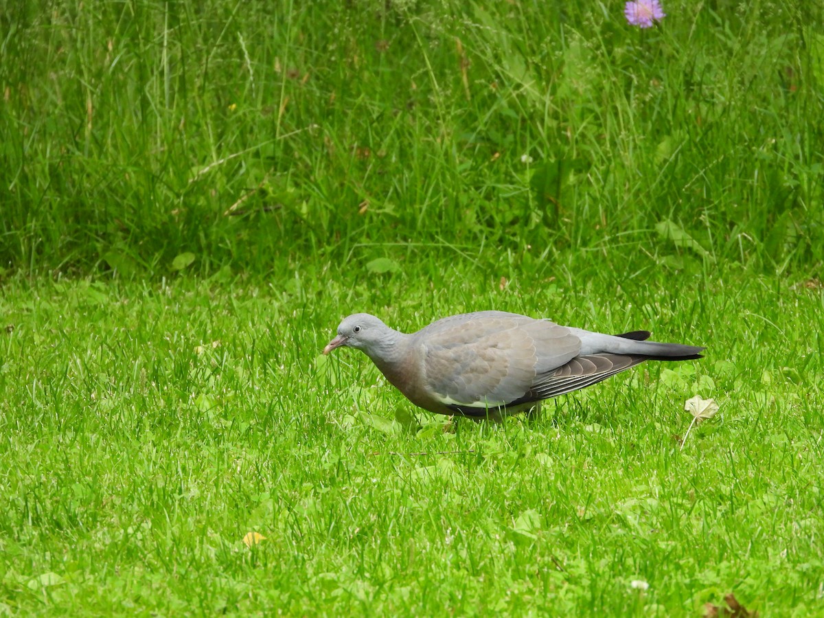 Common Wood-Pigeon - ML620738168