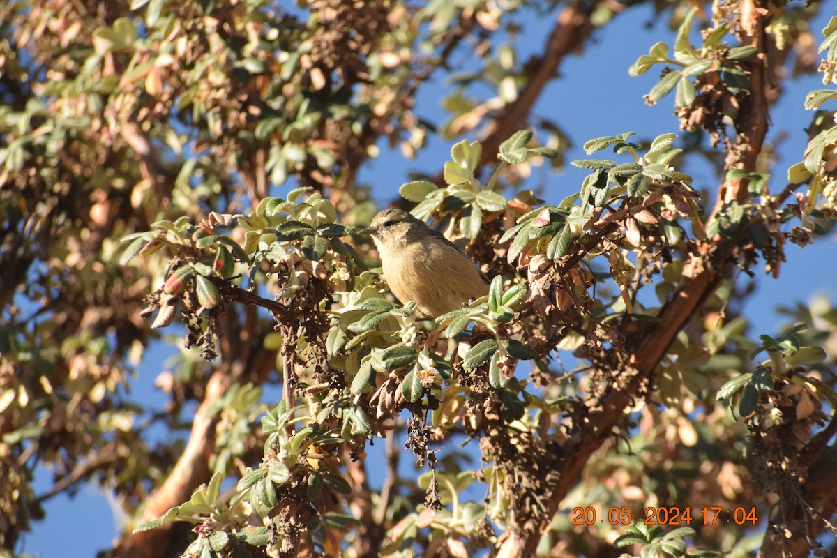 Cinereous Conebill - ML620738173