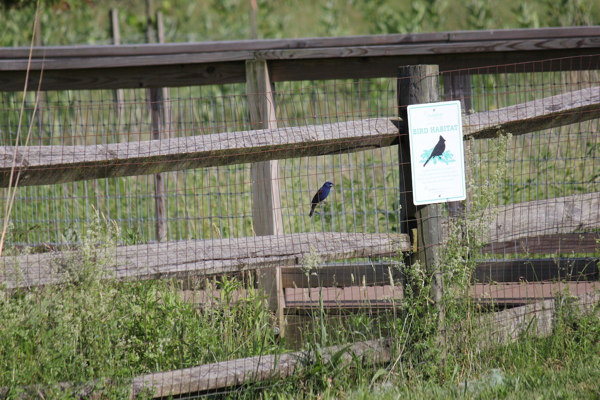 Blue Grosbeak - ML620738182