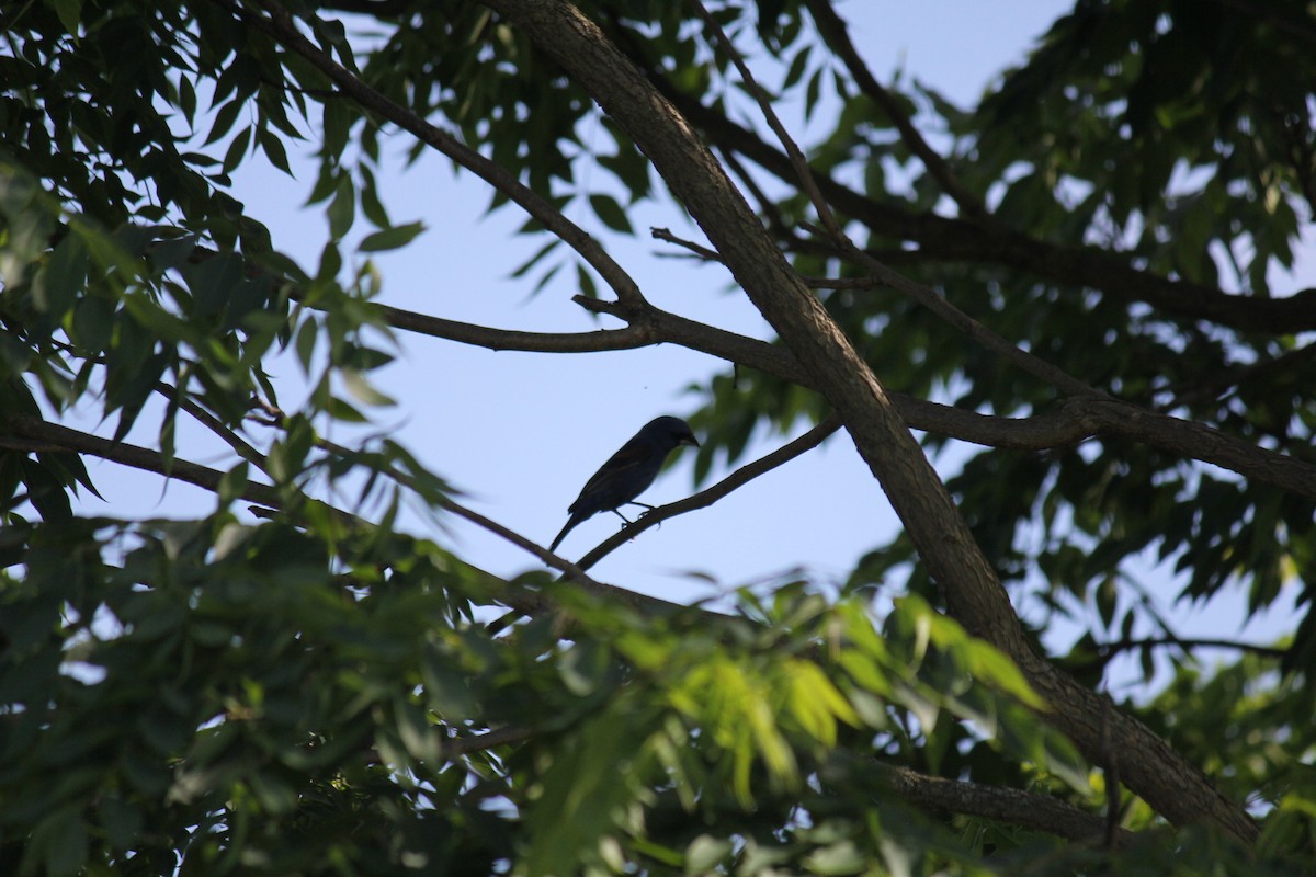 Blue Grosbeak - ML620738184