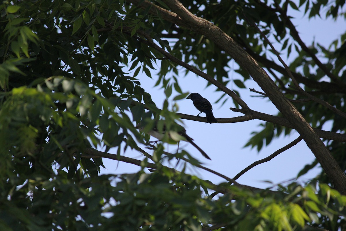 Blue Grosbeak - ML620738185