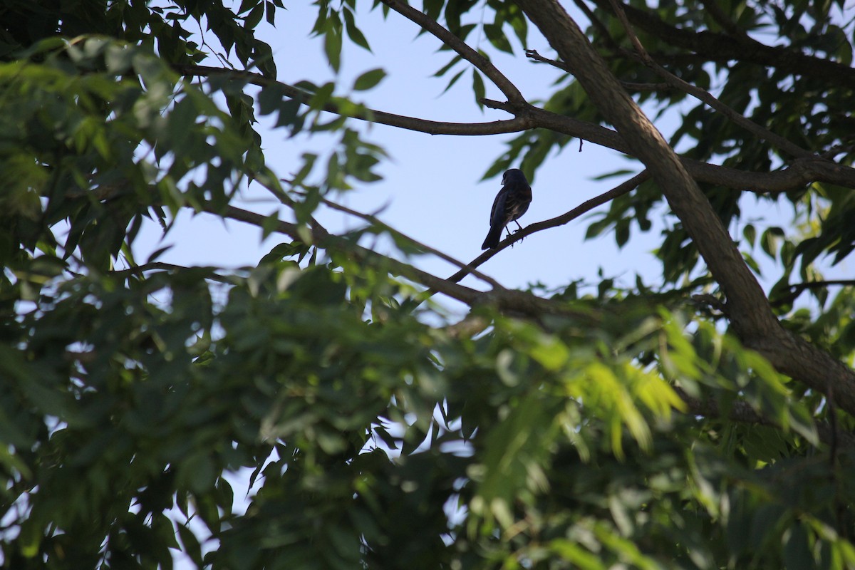 Blue Grosbeak - ML620738186