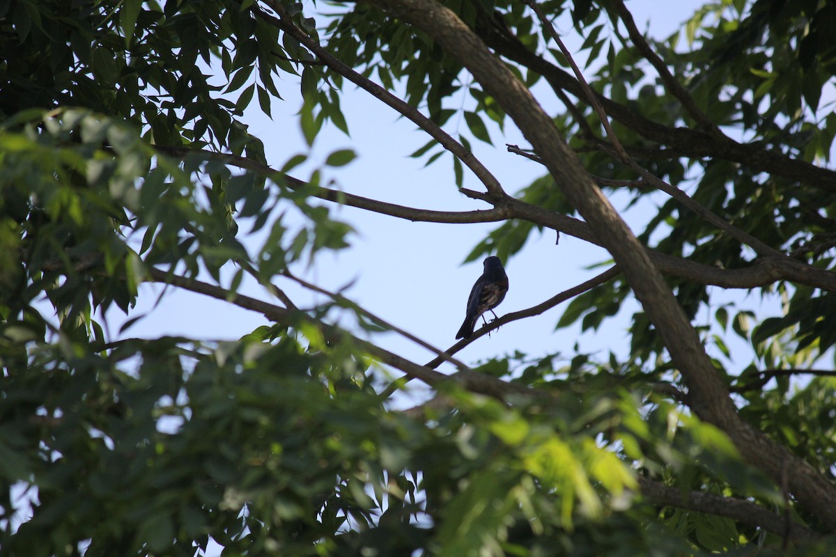 Blue Grosbeak - ML620738187