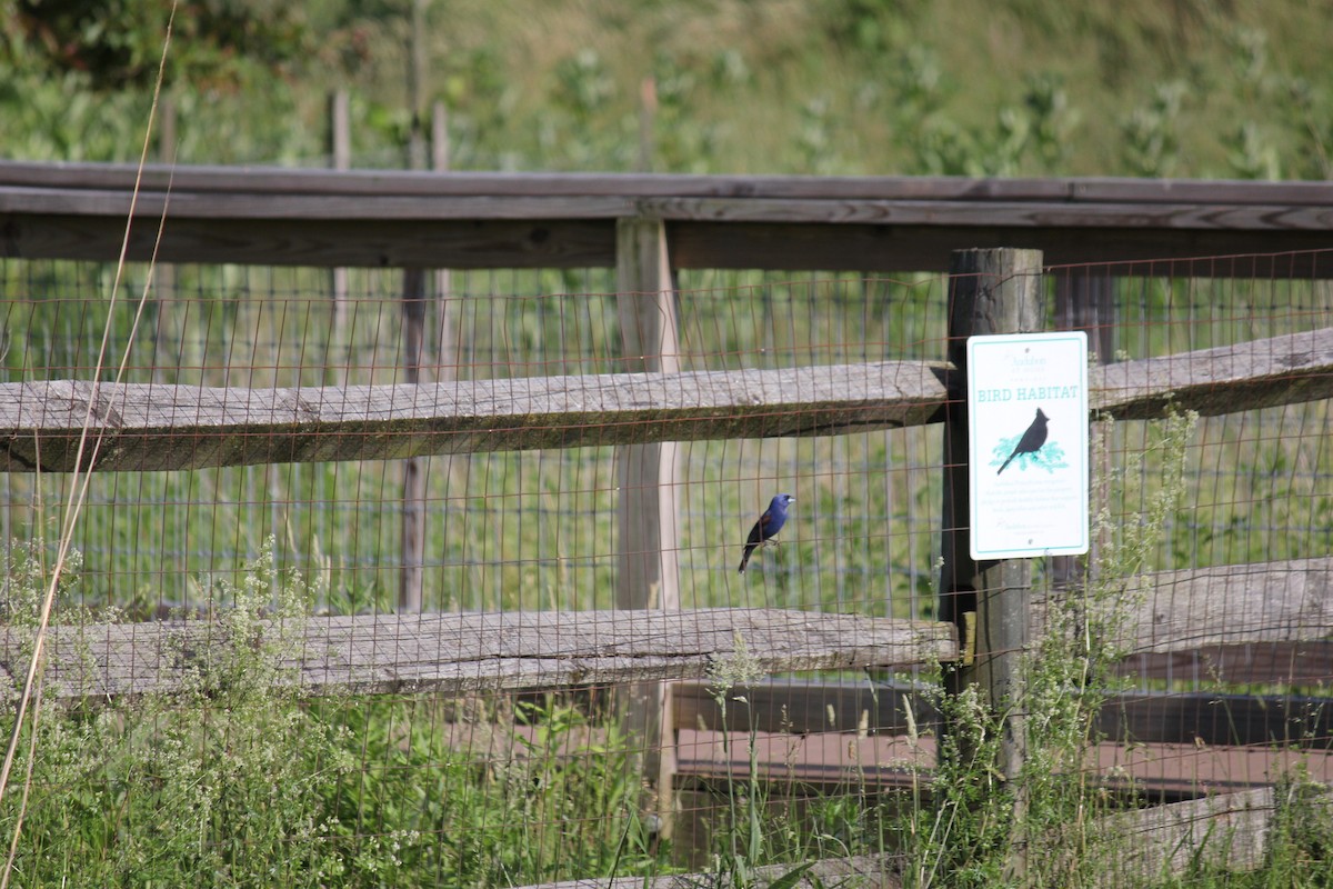 Blue Grosbeak - ML620738189