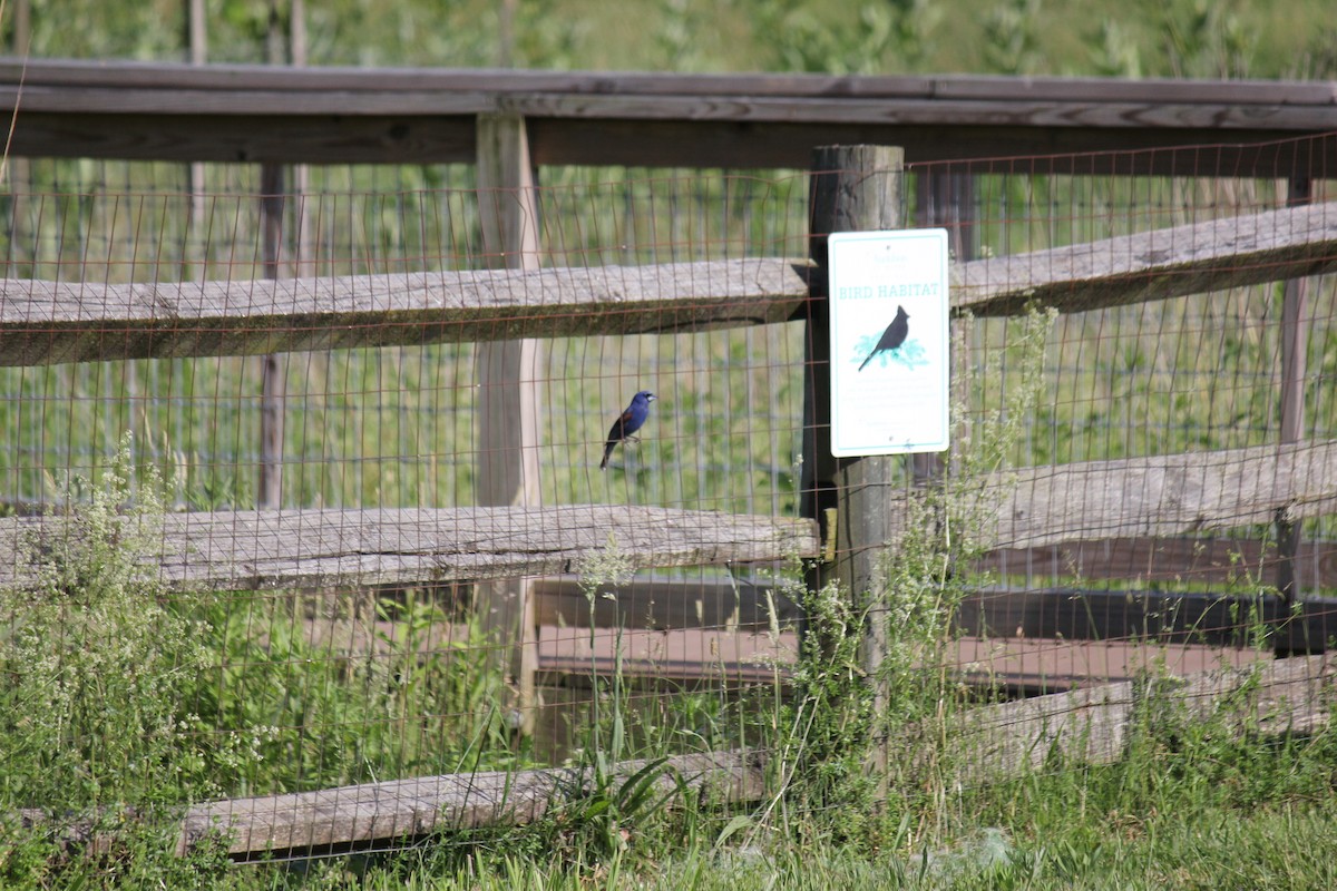 Blue Grosbeak - ML620738190