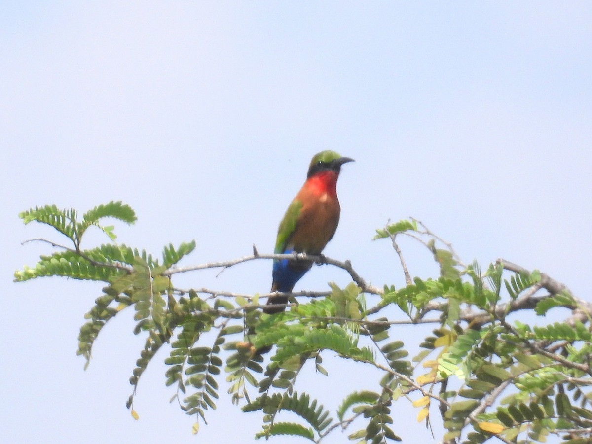 Red-throated Bee-eater - ML620738191