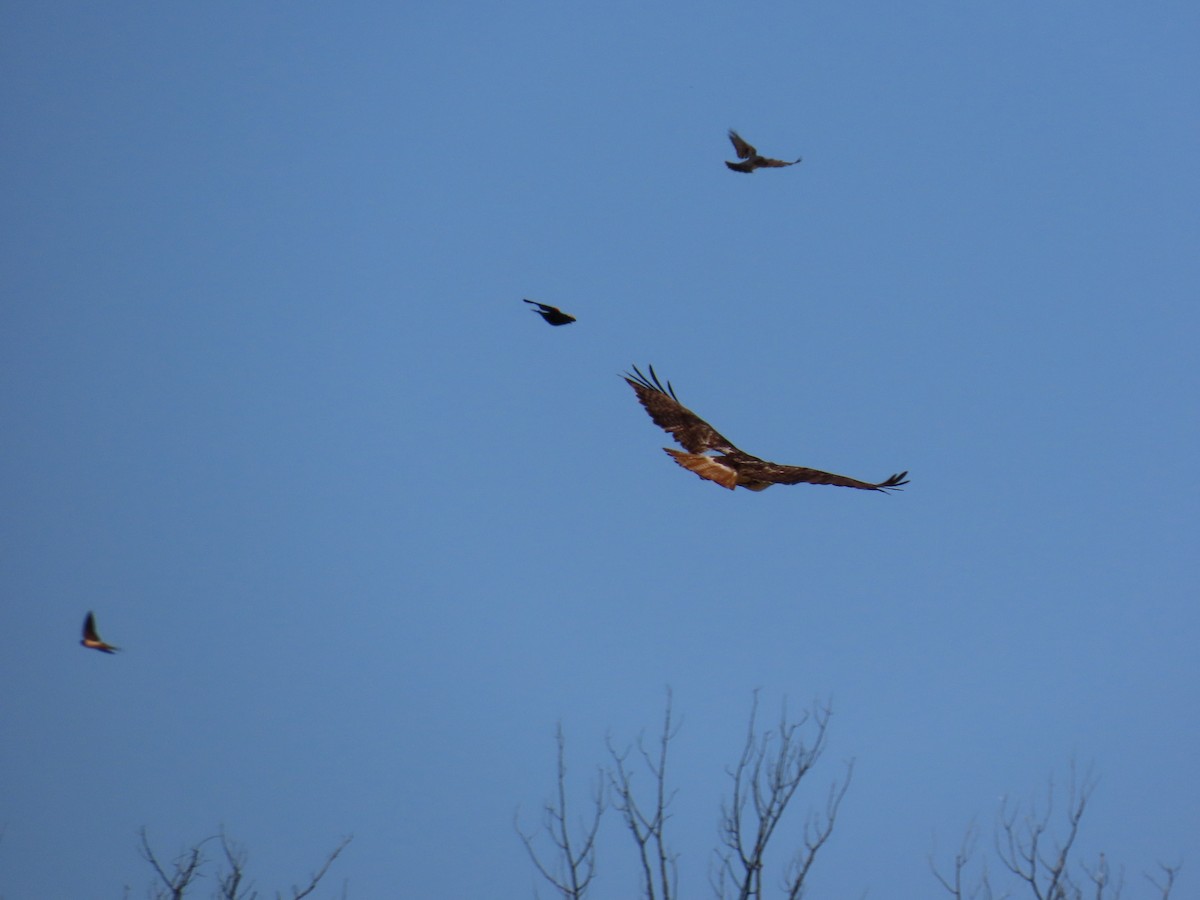 Red-tailed Hawk - ML620738192