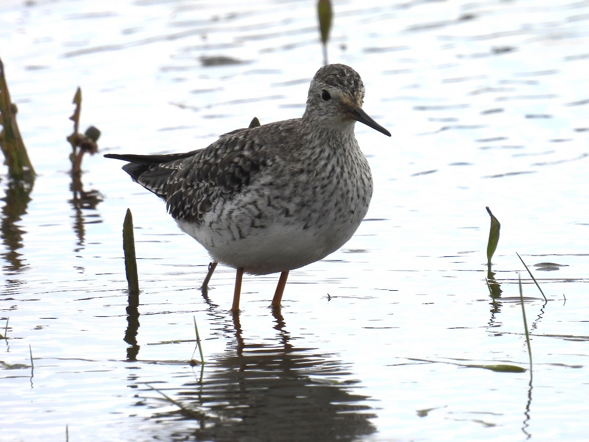 Lesser Yellowlegs - ML620738199