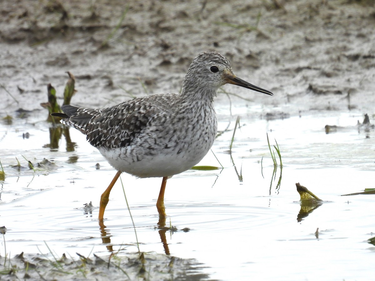 Lesser Yellowlegs - ML620738200