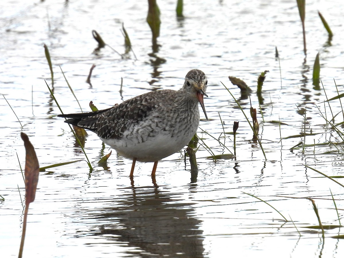 Lesser Yellowlegs - ML620738202