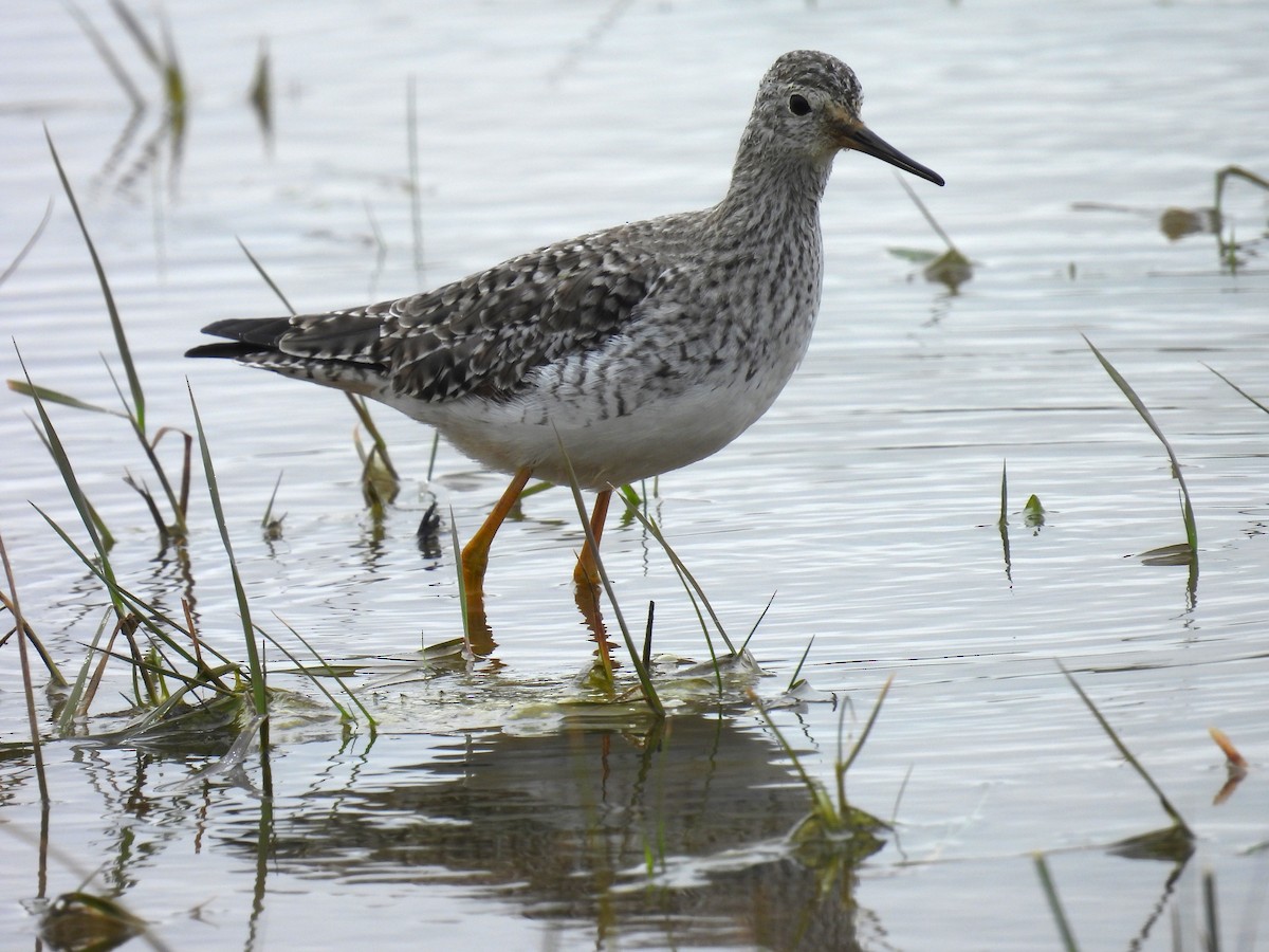 Lesser Yellowlegs - ML620738204