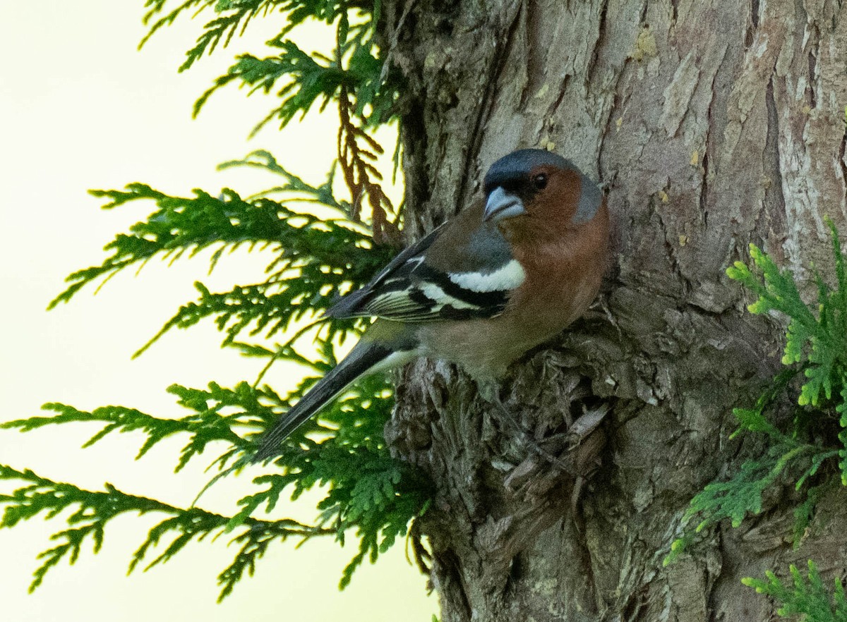 Common Chaffinch - ML620738205