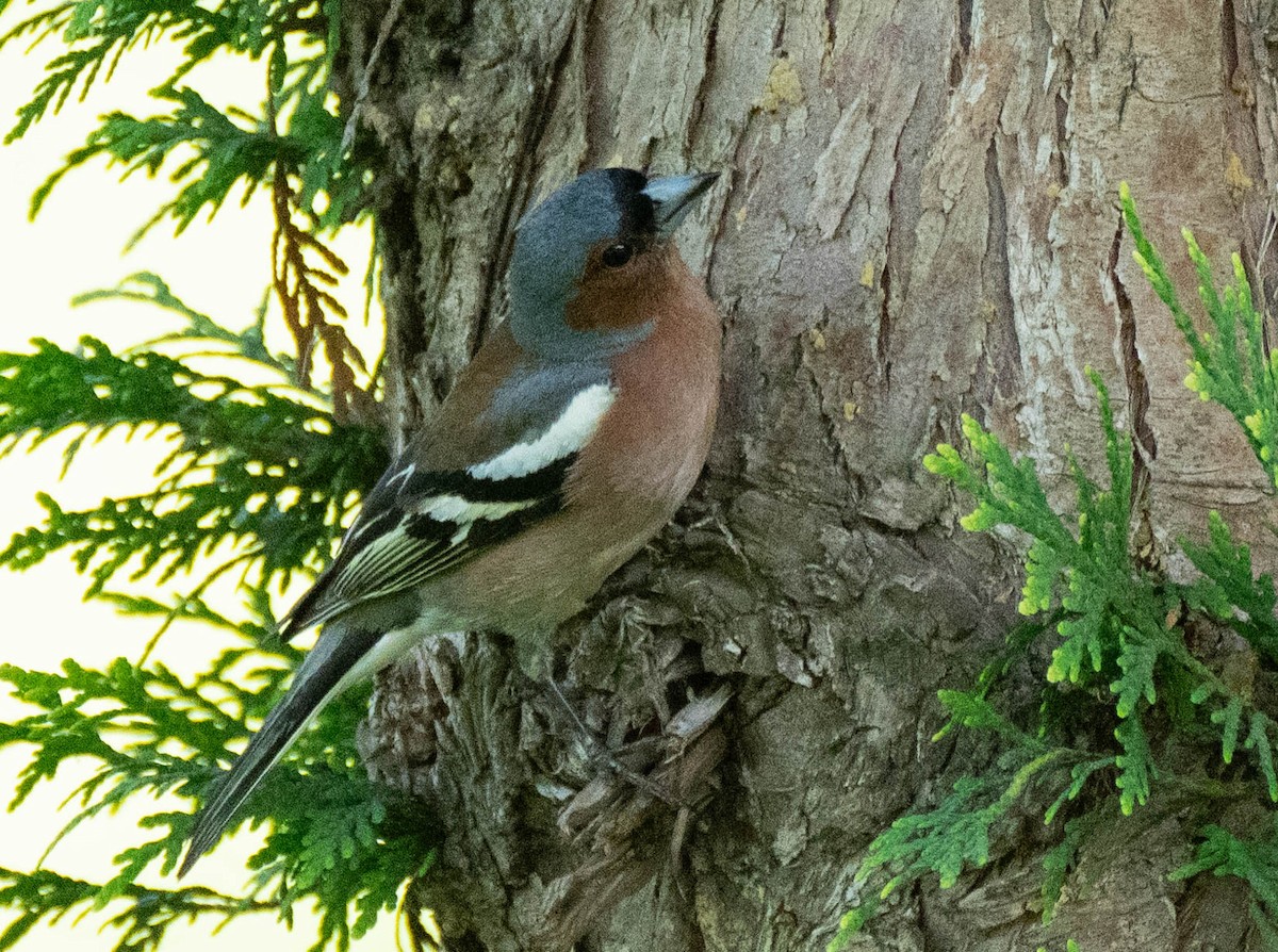 Common Chaffinch - ML620738206